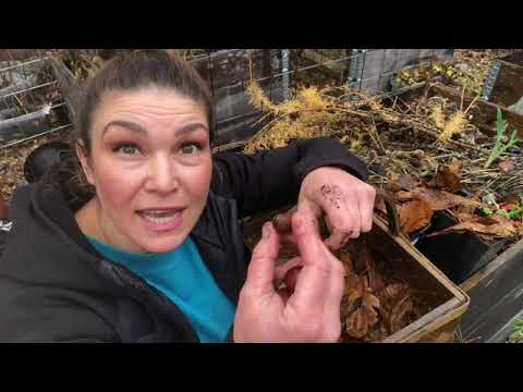 Odla träd från NÖTTER 5 Knep för Kastanj Ek Hasselnötter Valnötter ...Så nu!