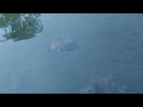 Tortuga Parque Sarmiento