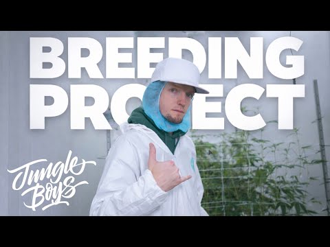 Inside Jungle Boys Breeding Rooms | How New Cannabis Genetics Are Created