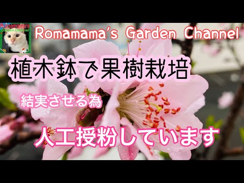 園芸 果樹の受粉