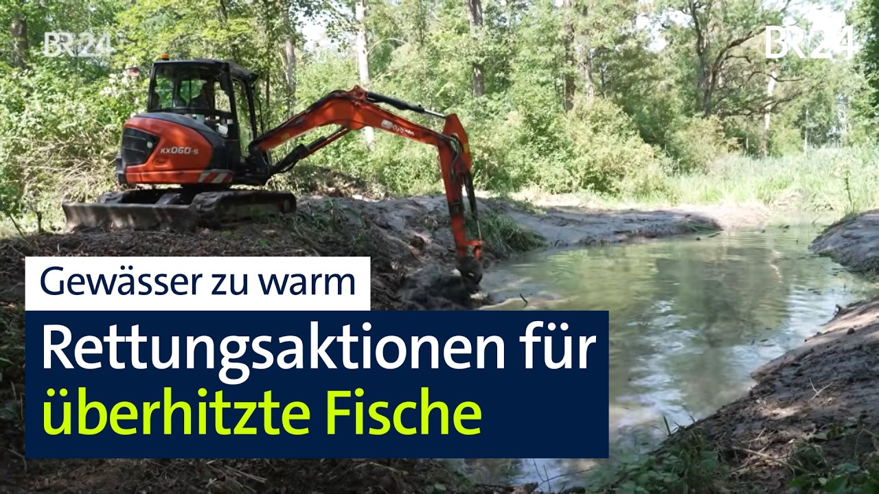 Fische leiden bei Hitze: Kältepools zur Temperatur-Regulierung können helfen | Abendschau | BR24
