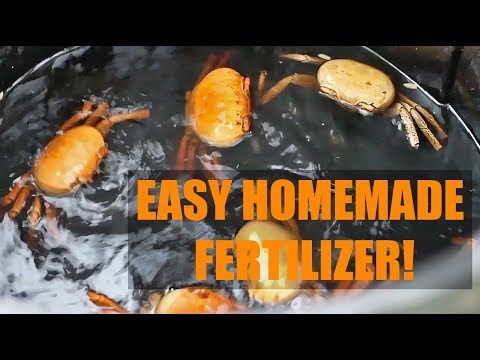 download lagu mp3 mp4 How To Make Fish Fertilizer For Plants, download lagu How To Make Fish Fertilizer For Plants gratis, unduh video klip How To Make Fish Fertilizer For Plants