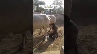 Download lagu गौभक्त देC टार्जन करते है गौ मूत्र का सेवन 🚩#desi #viral #reels #shorts #trending #tarzan #गौमाता mp3