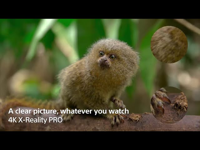 YouTube Video -
