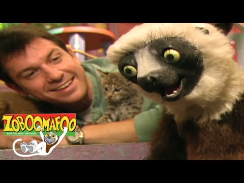 🐒 Zoboomafoo 120 - Animal Daycare | HD | Full Episode🐒