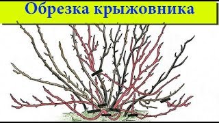 Как правильно обрезать крыжовник