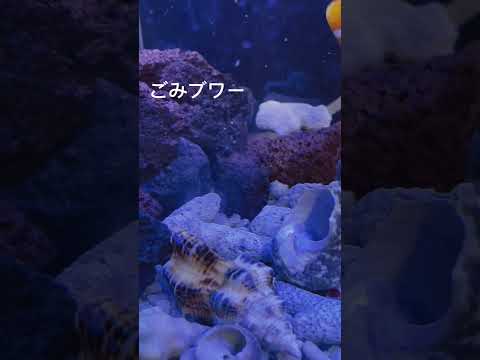 ヤドカリさん引っ越しに迷いがない