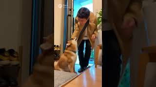 ヒコーキ耳の柴犬
