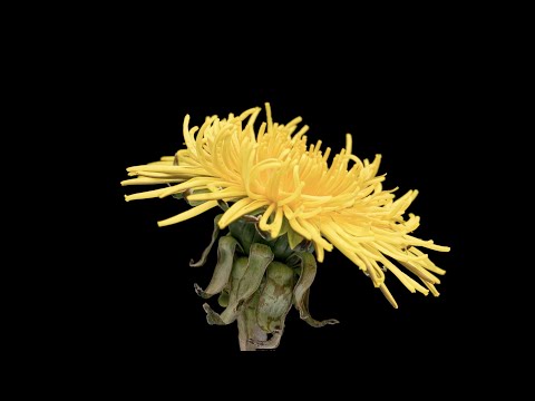 Reality Club - Four Summers (Official Lyric Video)