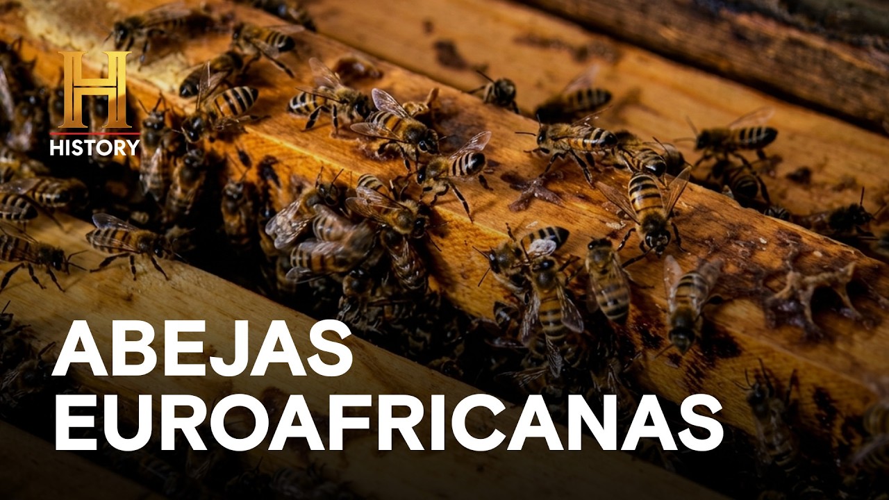ABEJAS EUROAFRICANAS - Migración progresiva al norte de los Estados Unidos - MONSTRUOS LEGENDARIOS
