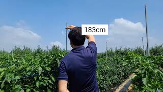 [고추재배] 고추 잘 큰다 잘 커 /강소농 키 2.5M  생육상황 7월8일