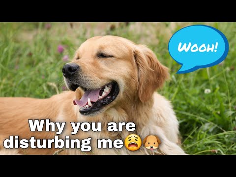 Annoying Our Cute Golden Retriever (Funny Dogs) 😁🐶 - Furfriend Arnab