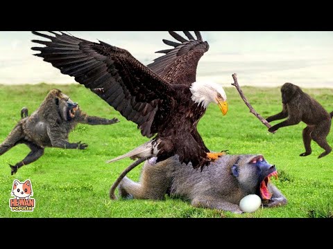 When a Baby Monkey is Harassed by an Eagle! This is How the Monkey vs. Eagle Fight Ended