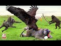When A Baby Monkey Is Harassed By An Eagle This Is How The Monkey Vs Eagle Fight Ended