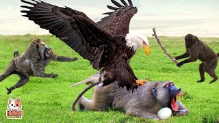Download lagu Ketika Anak Monyet di Ganggu Elang,! Begini Hasil Pertarungan Monyet VS Burung Elang mp3