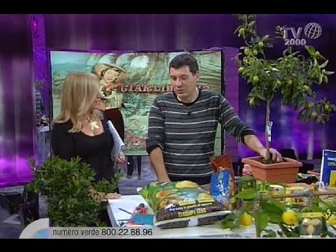 La canzone da bambini di un konopushka scoppia ridendo Causa di lentiggine le mani