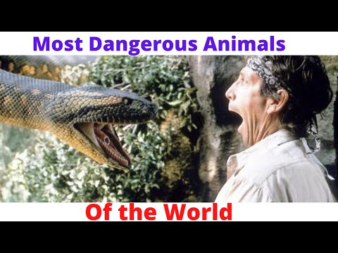 Most Dangerous Animals in the World//Top 10 Deadliest Animals in the World