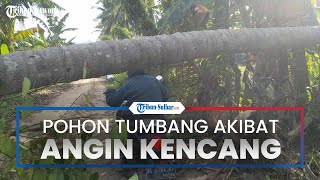 Pohon Kelapa di Lingkungan Sampoang Kalukku Tumbang akibat Angin Kencang, Menimpa Kabel Listrik PLN