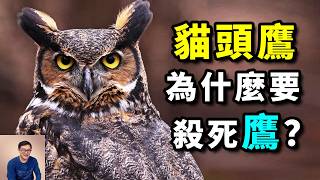 貓頭鷹為什麼這麼恨鷹？怎麼又跟烏鴉打起來了？原來牠們是鳥類中的「貓」！飛行完全沒有聲音的真正原因…【老肉雜談】#動物 #野生動物 #鳥 #貓頭鷹 #owl #birds
