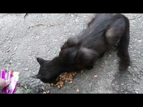 The lame cat wants to eat