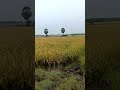 Sampanathu Vayal Veli