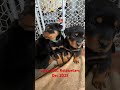 Rottweiler dogs for sale: Leo - Video 1