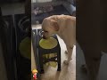 A dog that wipes its mouth after drinking water. #fyp #dog #dogsvideo #pet #dogfunny #puppy #foryou