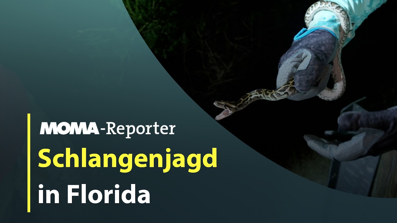 MOMA-Reporter: Schlangenjagd in Florida | ARD Morgenmagazin