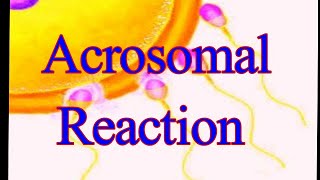 Acrosomal Reaction I Acrosomal Process I proteolytic enzymes I Bindin I RhoB I ResactI Golgi Complex