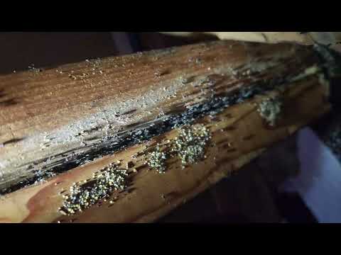 A Ton of Carpenter Ants in the Attic in Millstone Township, NJ