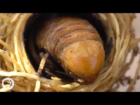 Lotseril bumili sa St. Petersburg Presyo ointment na may fungus