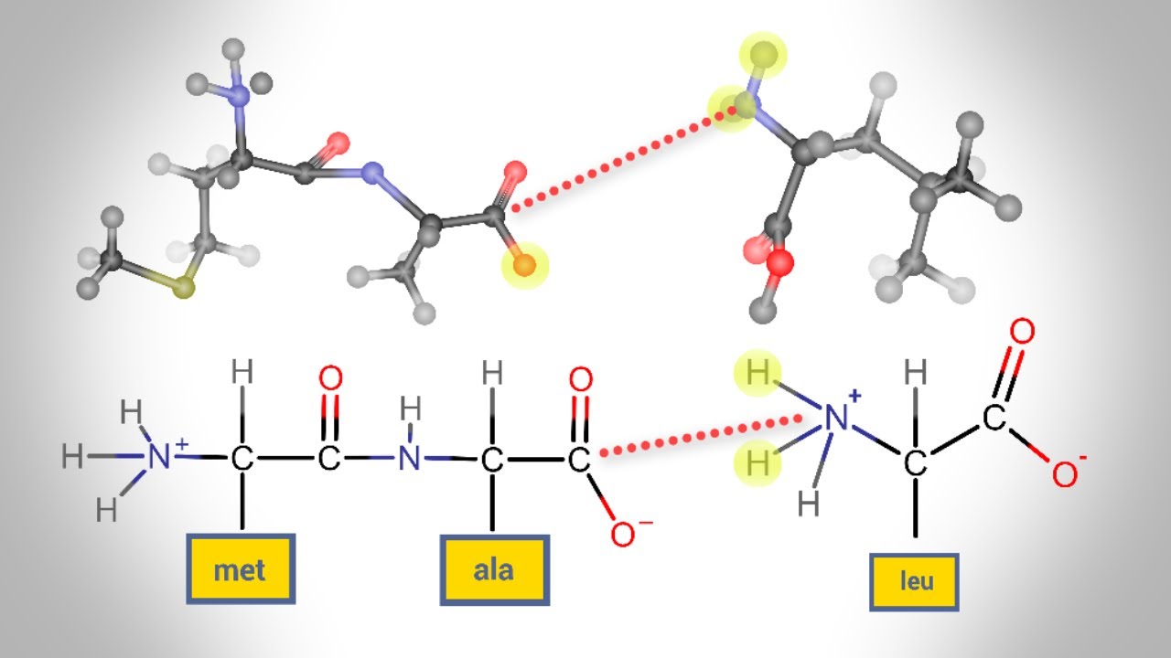 Peptide Bond Formation
