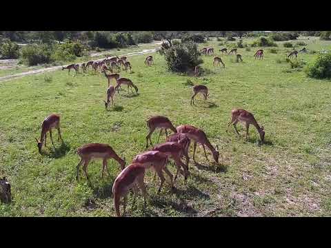Djuma: Impalas and Nyala bull - 01/14/2020