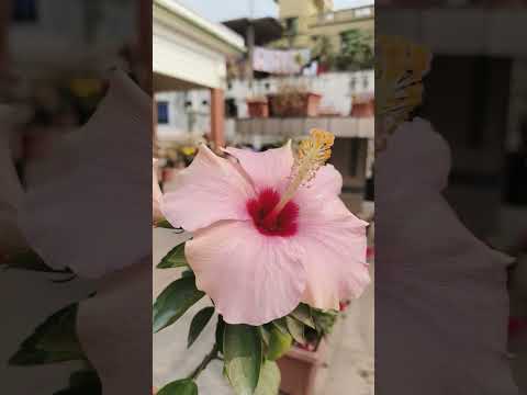 ফুলের রাজ্য..🌸🩷 #garden #flowers #reels #nature #shortvideo #virel #everyone #trending @followers