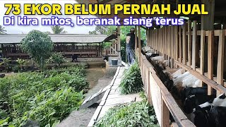 Download lagu This is how livestock farming should be done. Once the harvest is sold, the mother animals contin... mp3