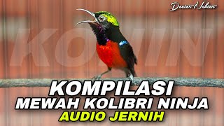 Download lagu KOMPILASI SUARA BURUNG KONIN GACOR FULL ISIAN MEWAH TEMBAKAN TAJAM COCOK BUAT MASTERAN KOLIBRI NINJA mp3