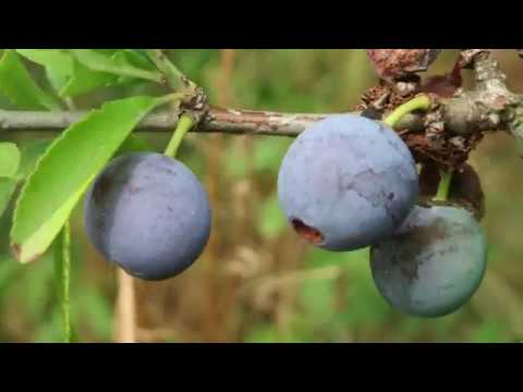 Tarnina - ciekawostki, właściwości i zbiór owoców