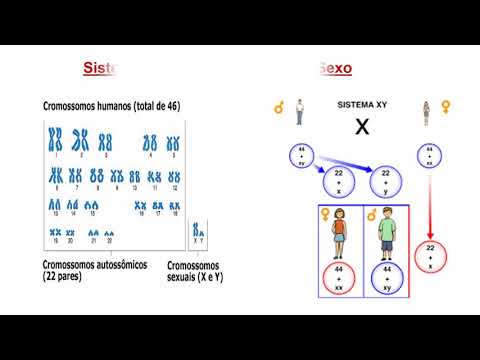 Determinação Cromossômica do Sexo