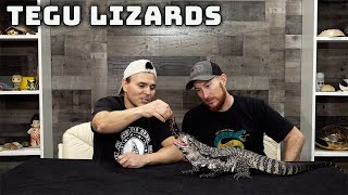 Keeping Tegu lizards as pets