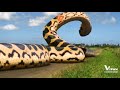 If The Snakes Could Talk In Piranhaconda