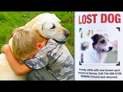Top 10 LOST DOGS FOUND & Reunited With Owners!