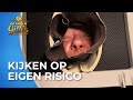 INTENS: Peter en Nicol op de MASSAGETAFEL | Familie Gillis
