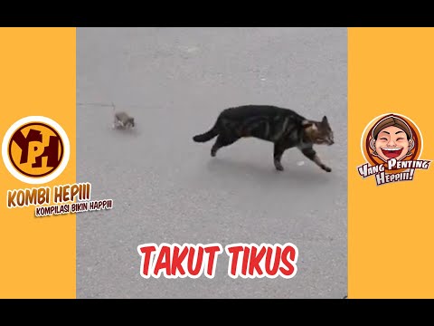 kombi-heppiii-takut-tikus-1