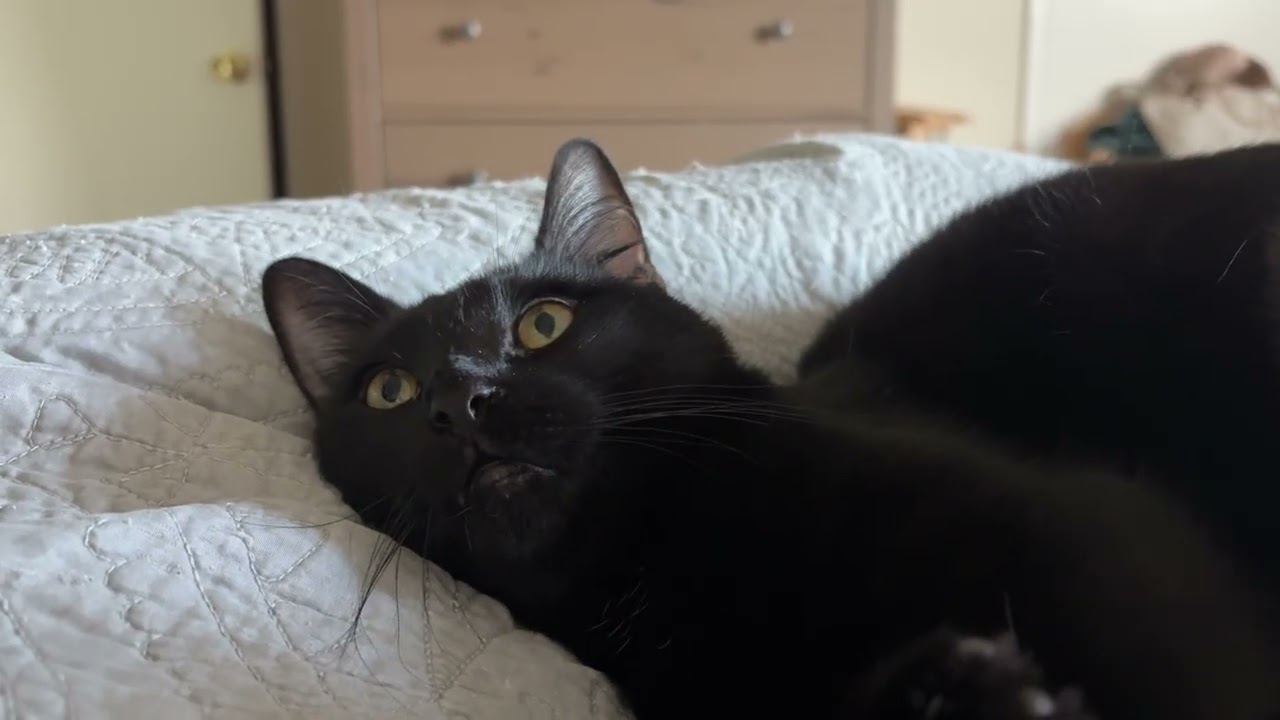 Poppy, a Adoptable mixed breed in Benicia, CA video 5/5