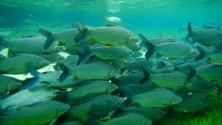 preview picture of video 'Curimbas, Cardume de peixe, Mato Grosso do Sul, Bonito, Jardim, Rota turística, Pantanal,  Brasil,'