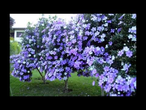 Pé De Manacá - Hervé Cordovil