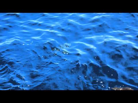 Shearwater Swimming Underwater