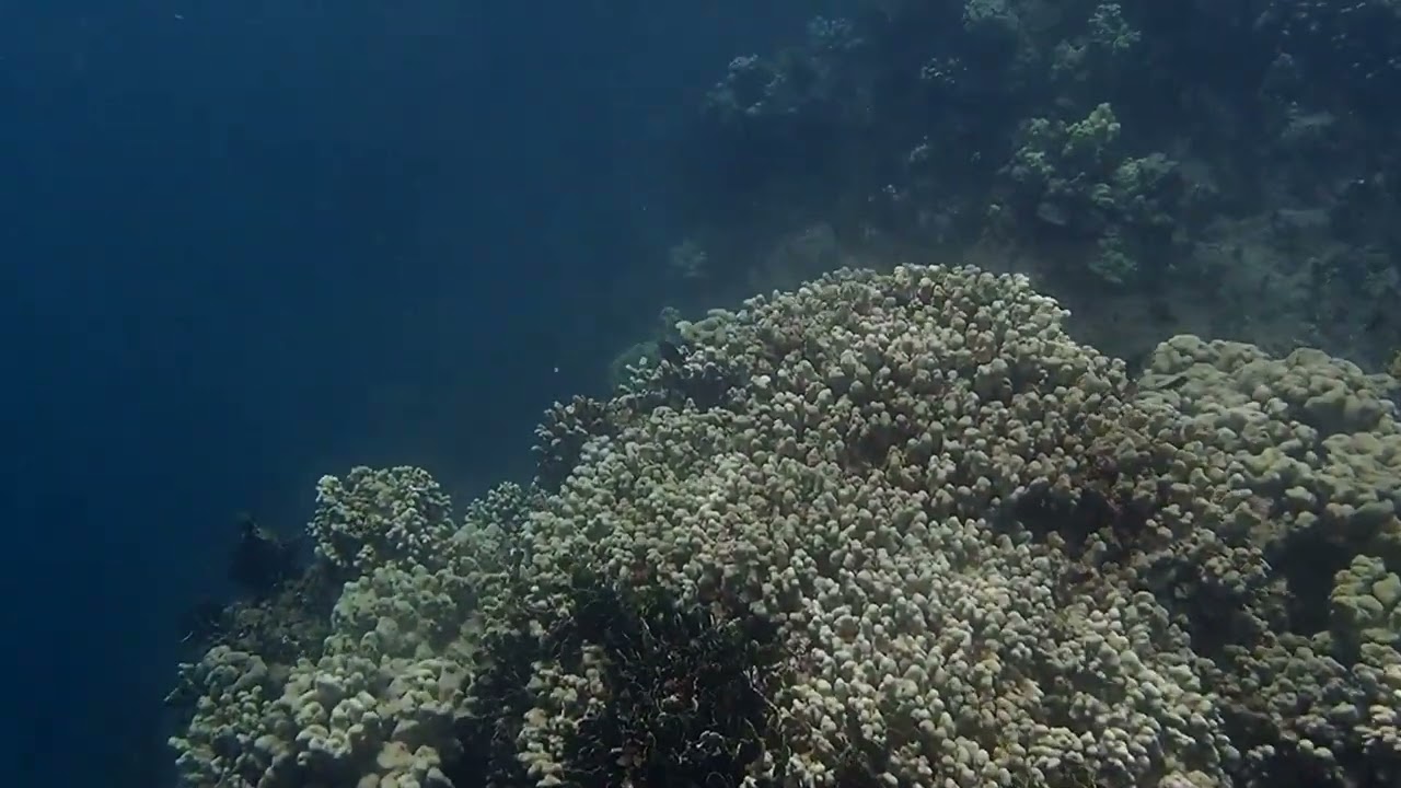 short survey of kawaihae reef inner harbor