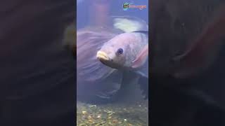 Download lagu MUJAER KOK CAKEP AMAT DAH🤣 mp3