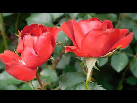 Beautiful Flower Video.                                    we love animals vlog.
